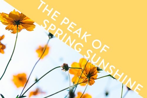 blog spring sunshine