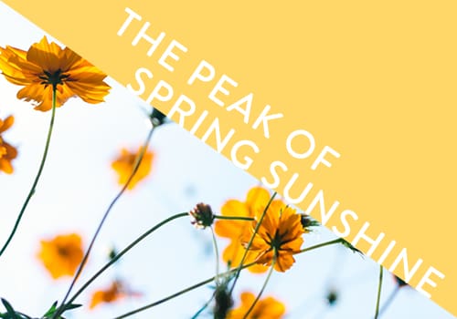 blog spring sunshine
