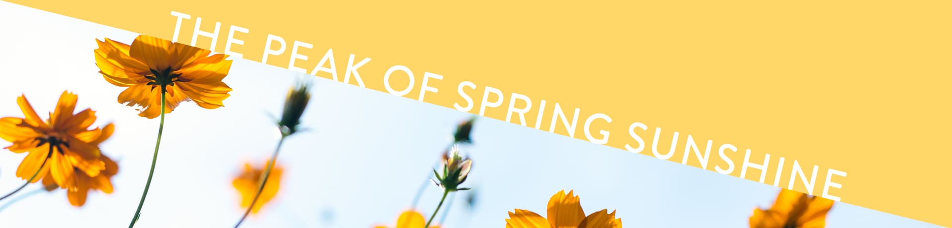 blog spring sunshine