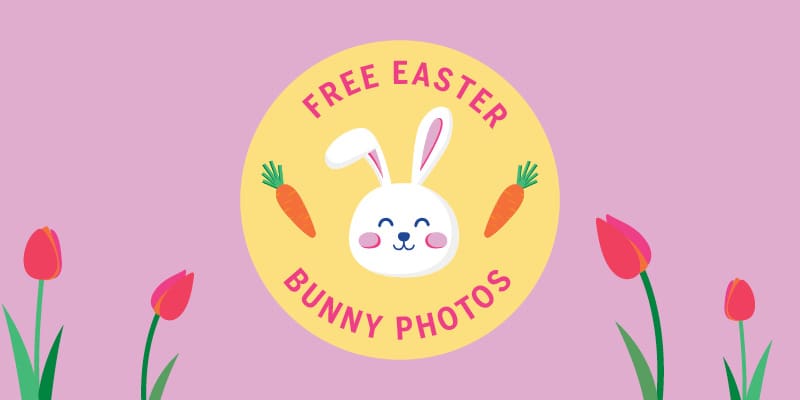 Free Easter Bunny Photos